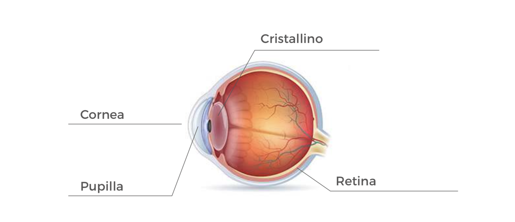 1 Il Cristallino è una lente che si trova all'interno dell'occhio